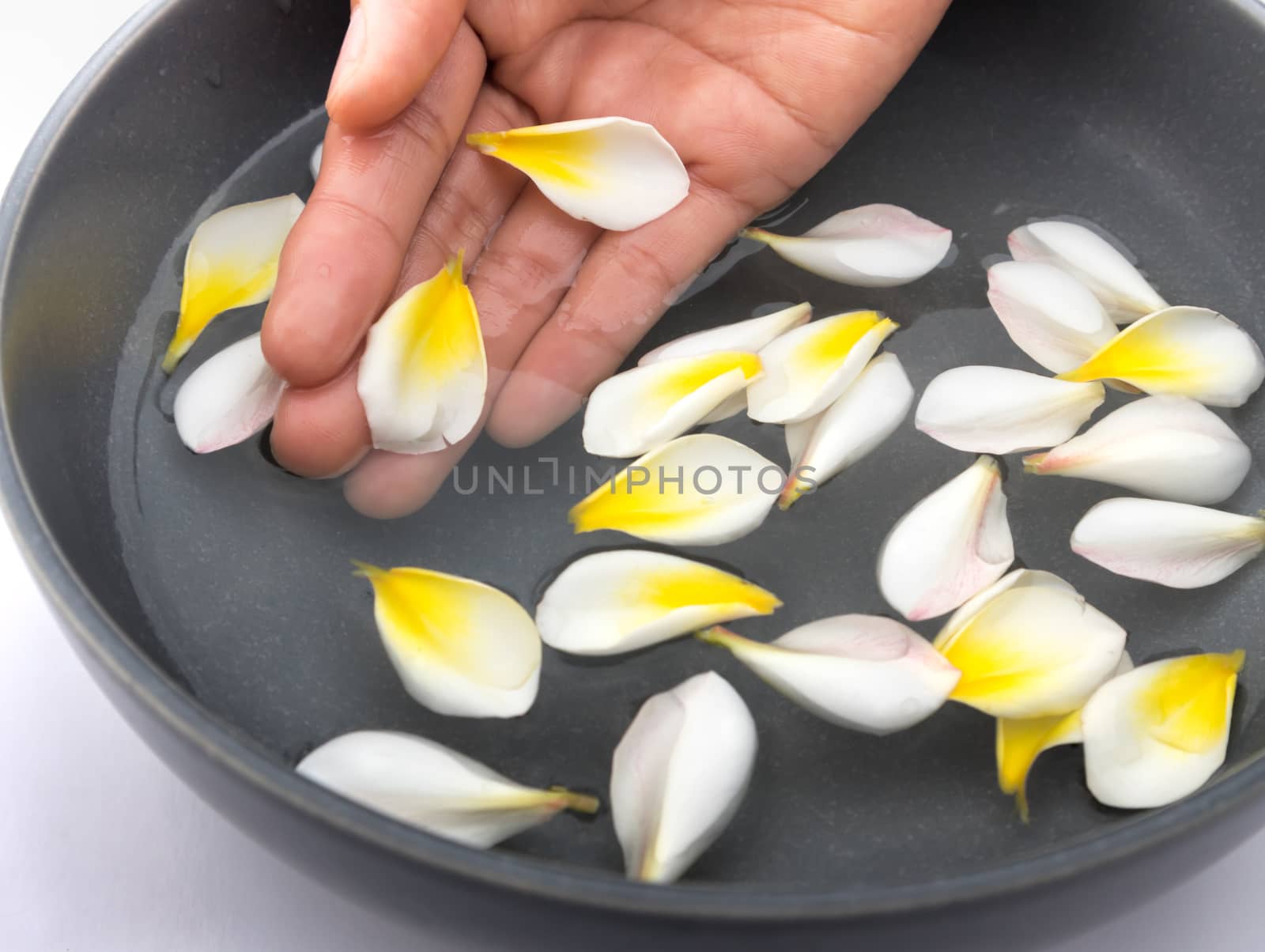 Hand and plumeria spa relax with water, frangipani tropical flowers