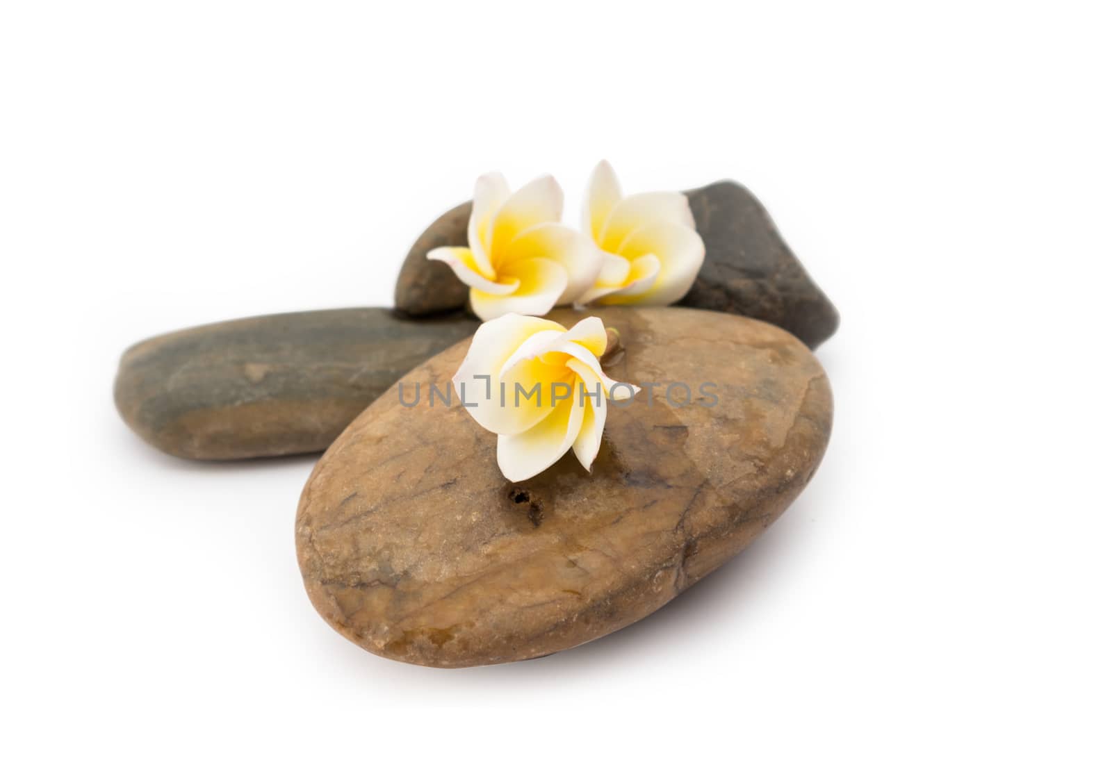 Plumeria flower on stone for spa relax