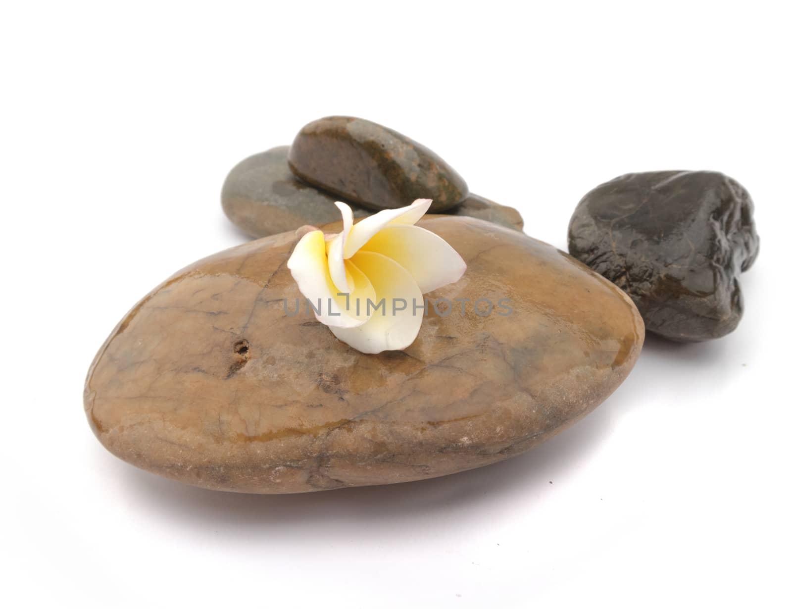 Plumeria flower on stone for spa relax, frangipani tropical flowers