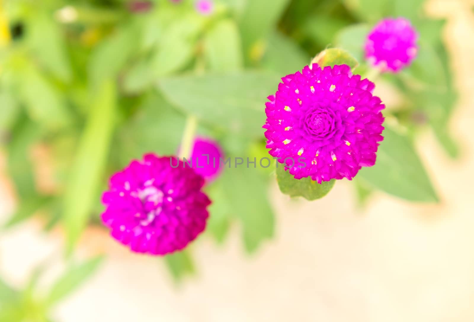 Closeup Globe amaranth flower pink color