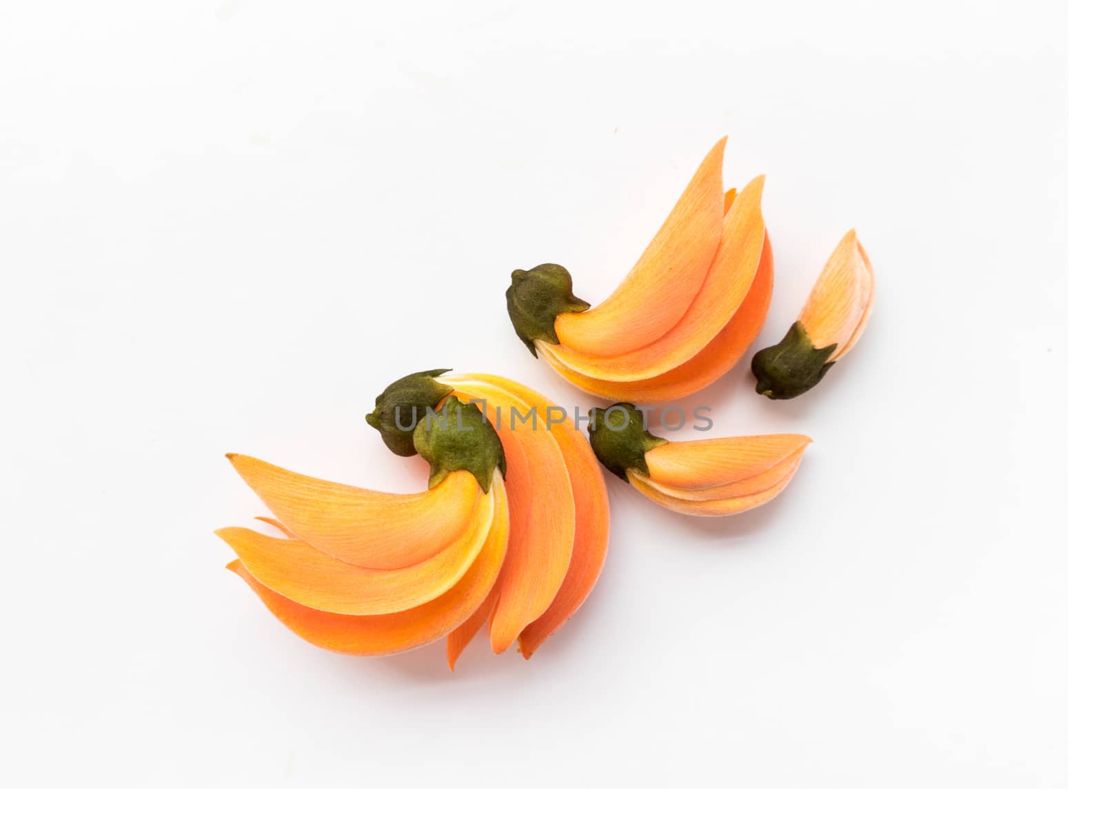 Palas yellow flower color on white background