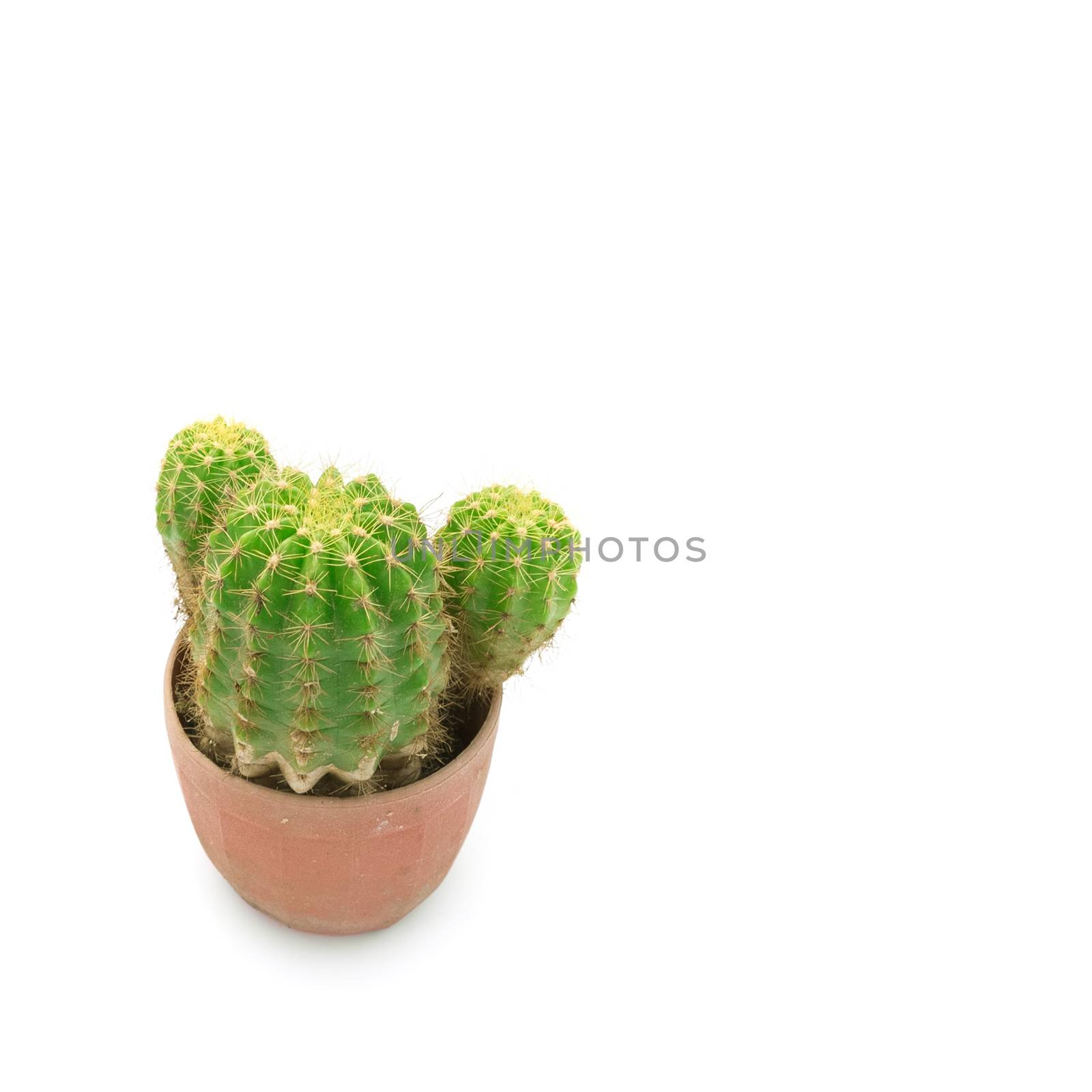 Closeup Green cactus on white background