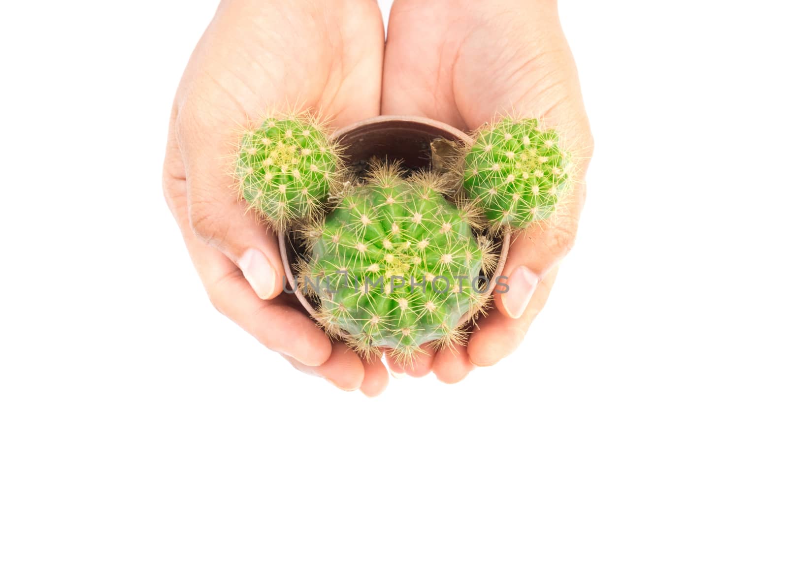 Top view Green cactus on on hand white background