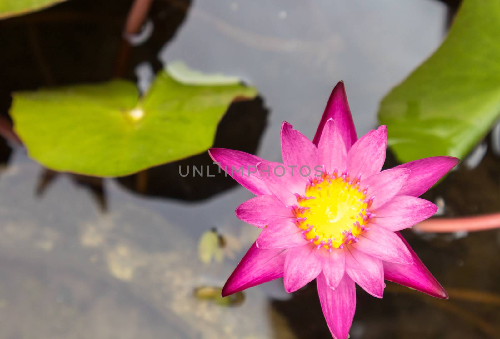 Thai lotus flower pink color