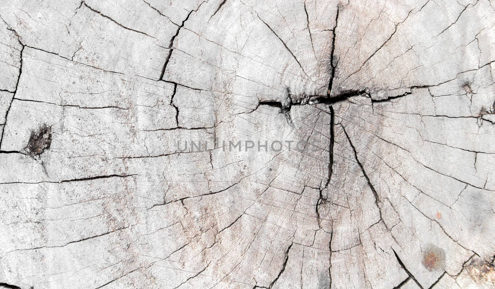 Tree trunk, Wood texture abstract background