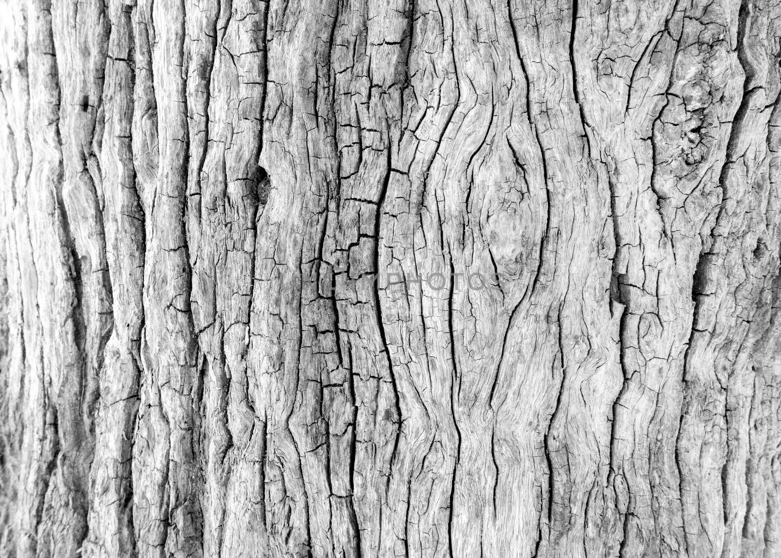 Close up , old tree trunk, old wood background