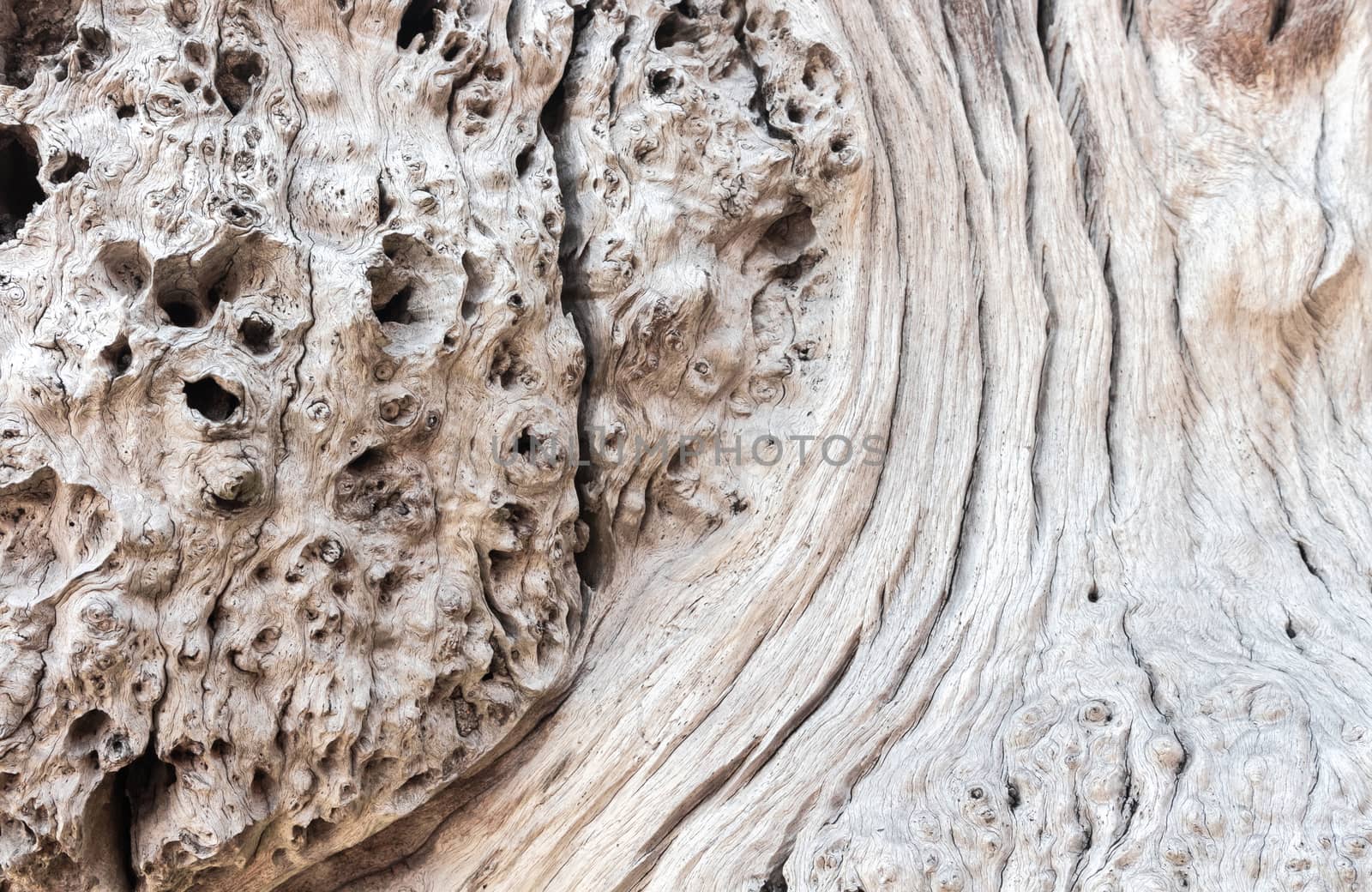 Close up, old Tree trunk, old wood background texture