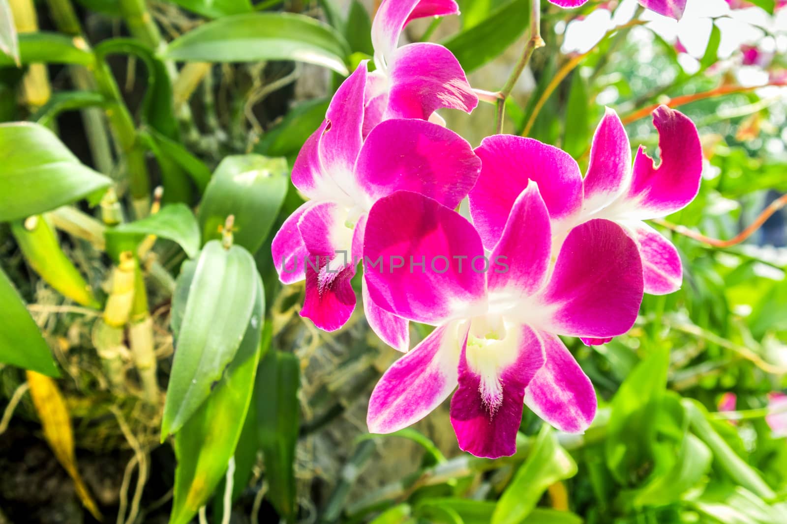 Pink orchid flower at the garden
