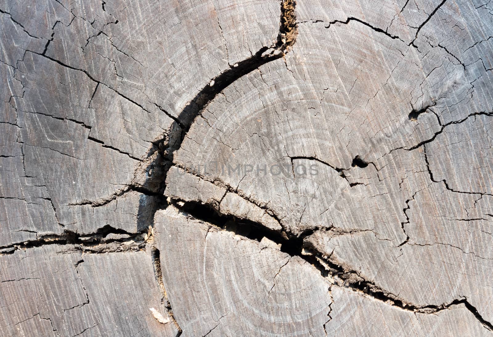 Wood abstract background texture