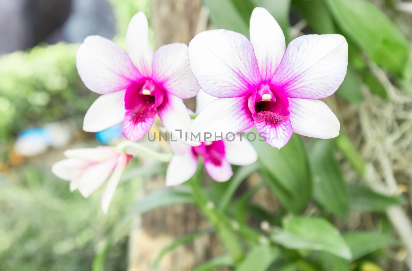 Orchid flower on the garden