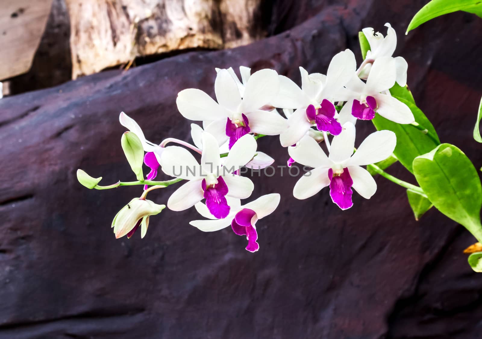Sweet Orchid flower color at the garden with stone background