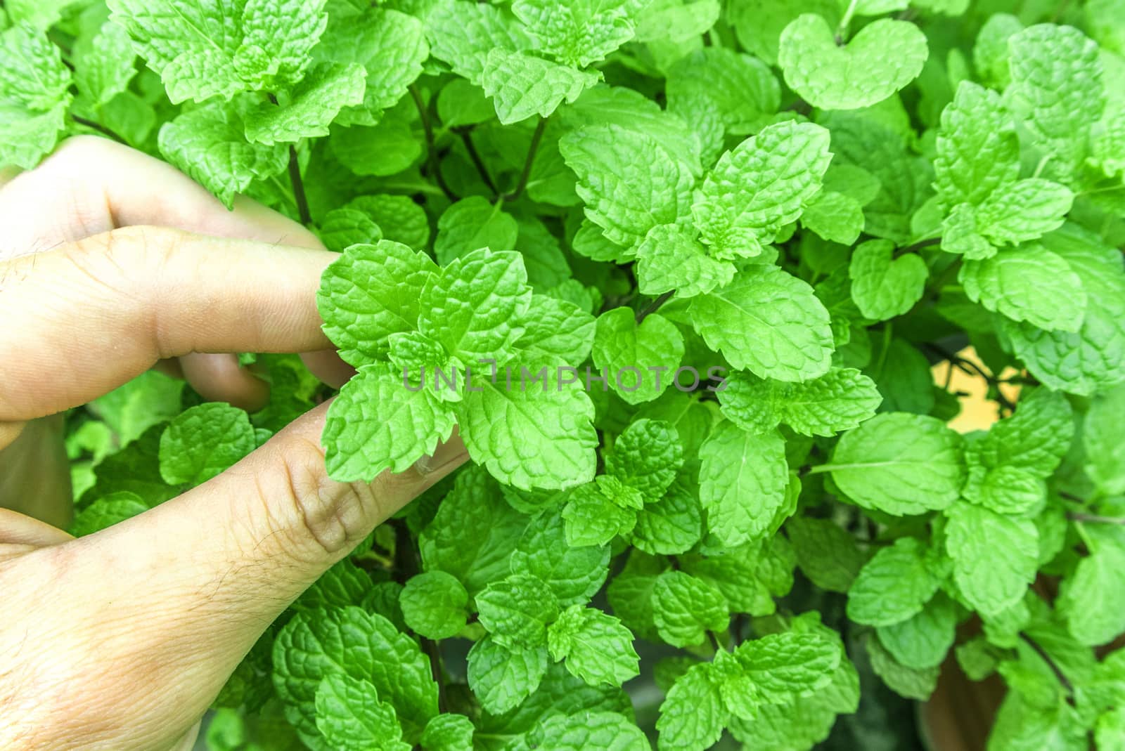 Hand and pepper mint at the nature
