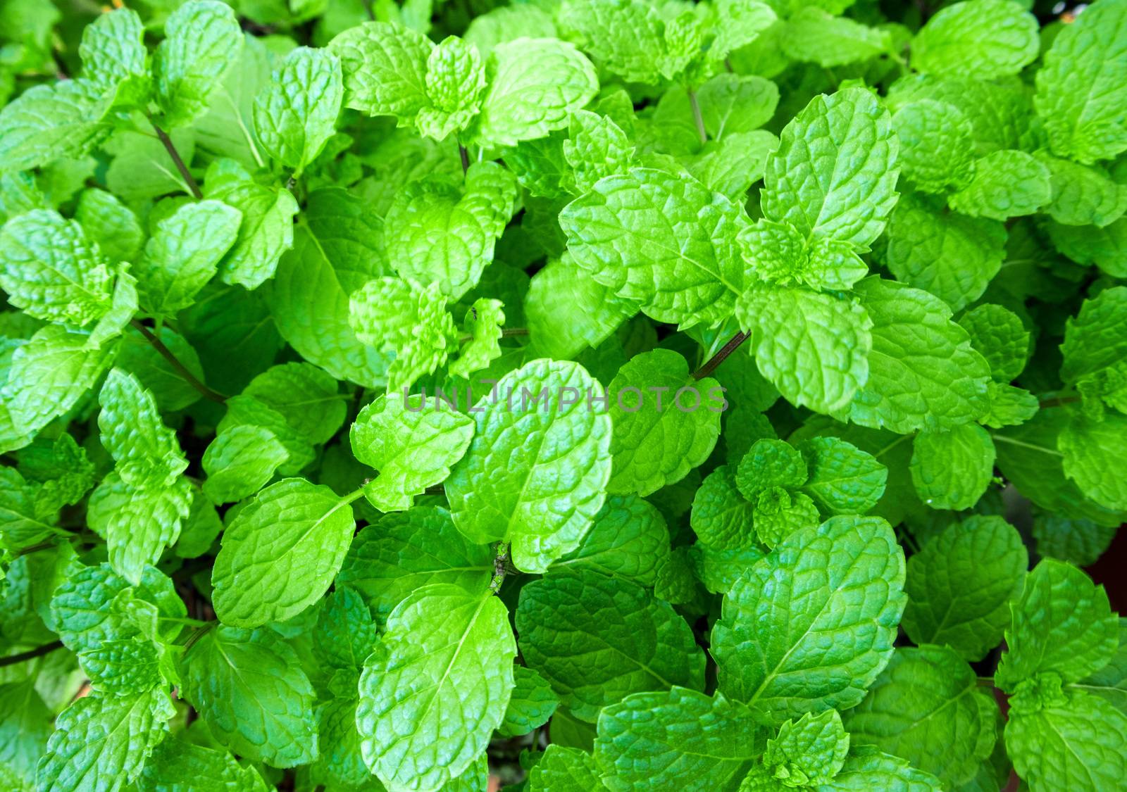 Fresh pepper mint plant at the nature, plant herbal