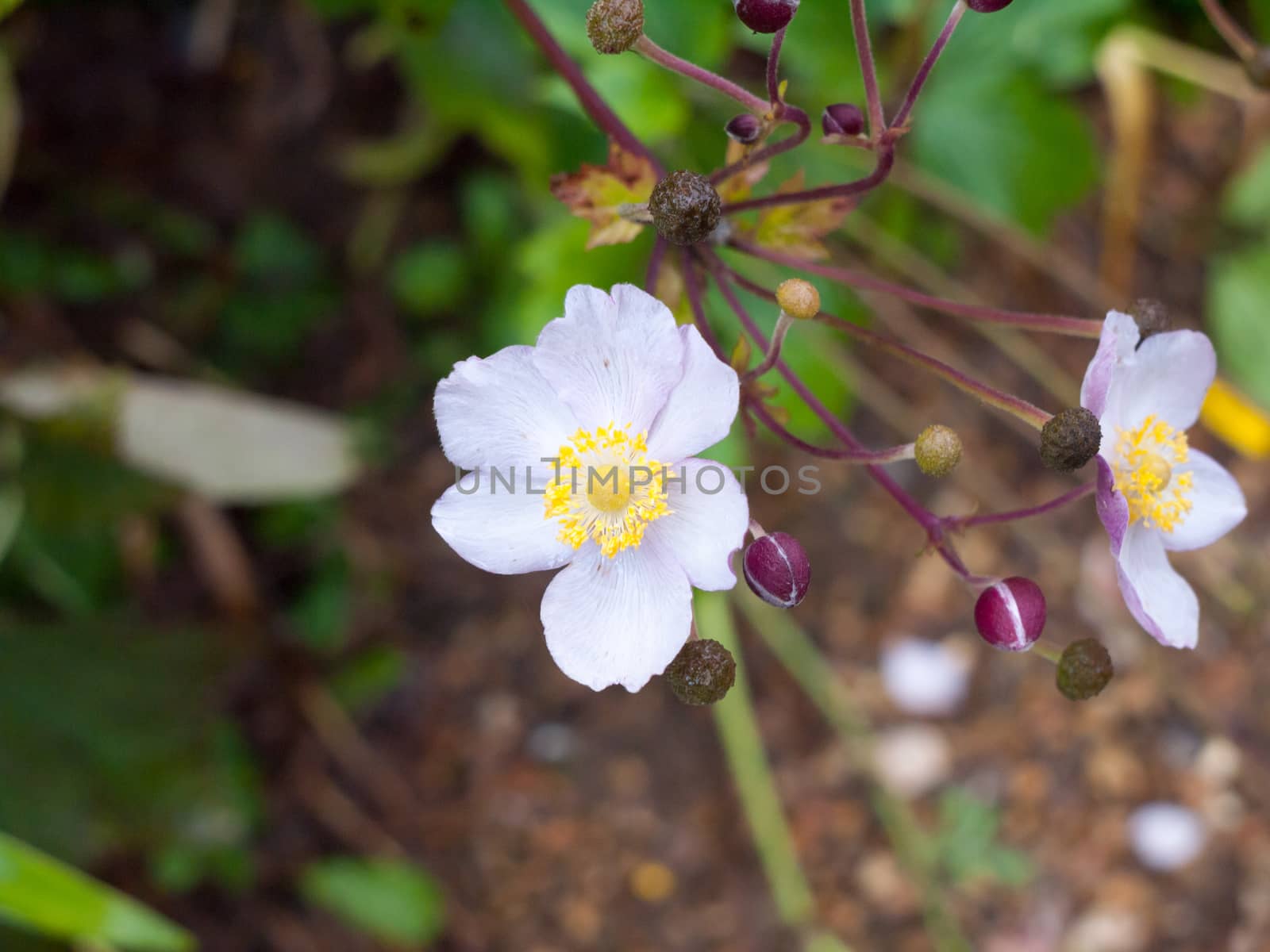 close up of white english rose growing in garden petals; England; UK