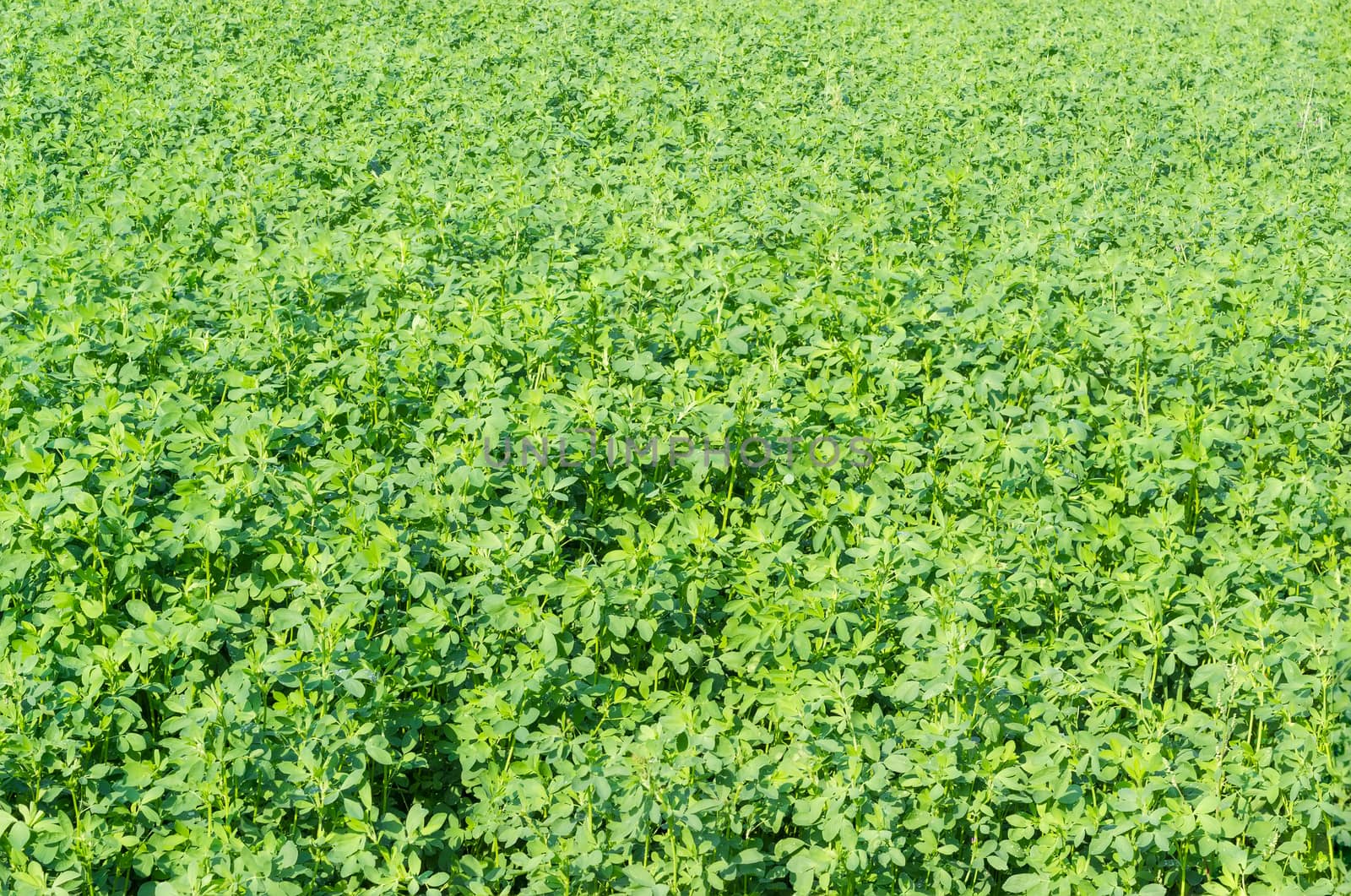 Background of fragment of a field with the alfalfa crops in summer morning
