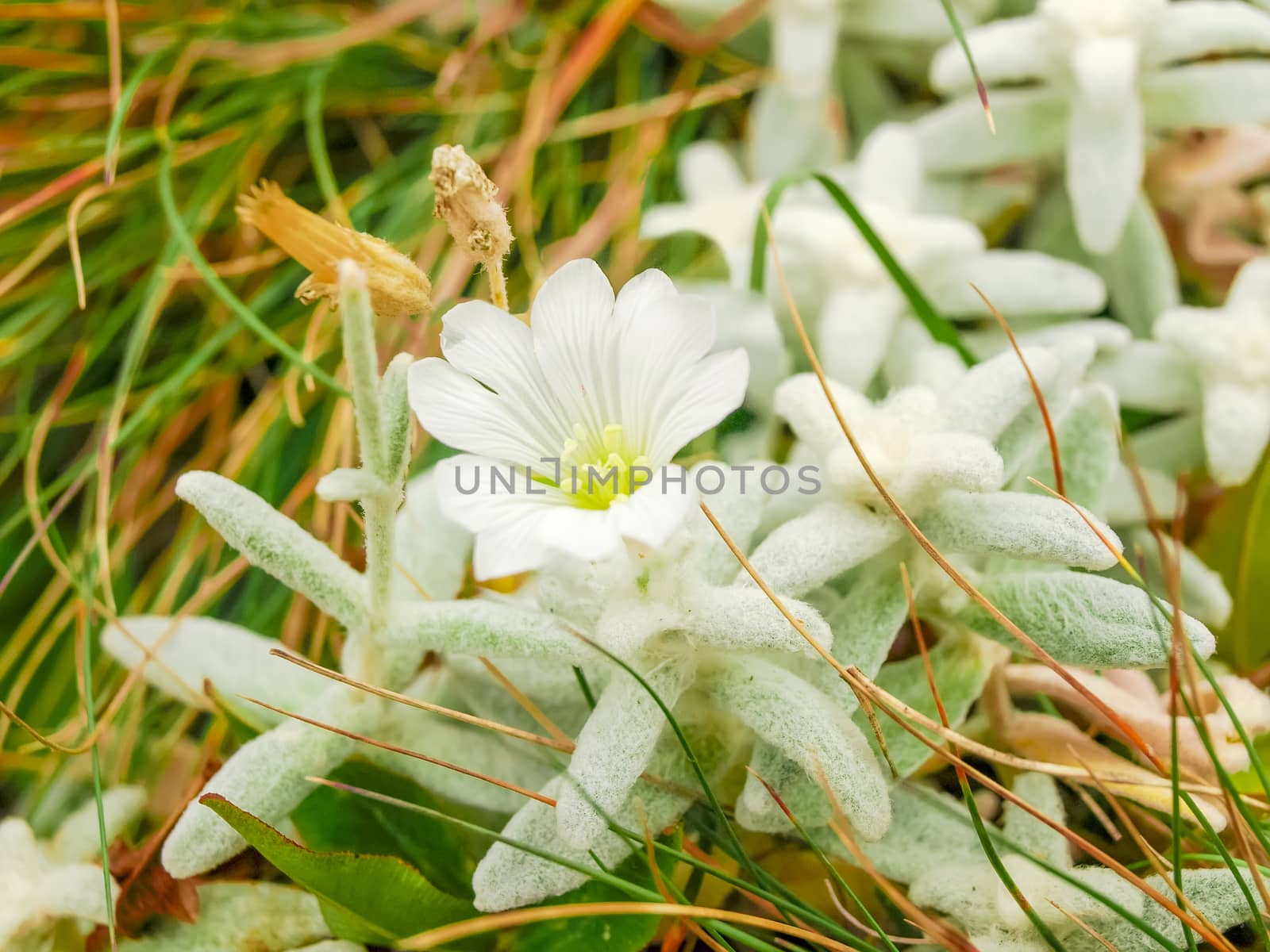 Blooming Crimean edelweiss among a grass closeup by anmbph