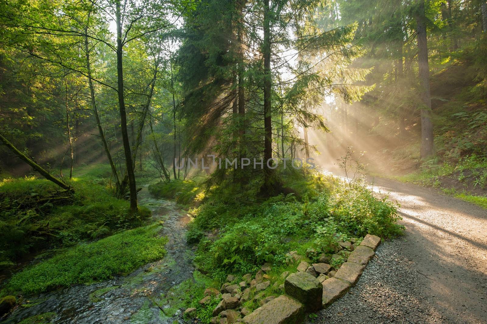 Sunshine rays glowing in fog in a green forest