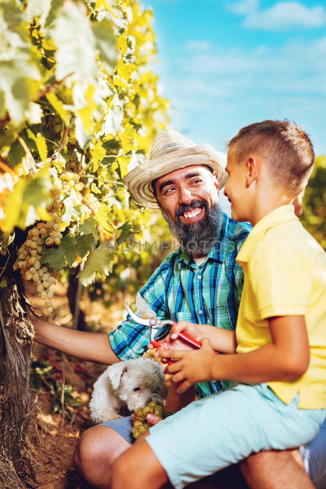 Beautiful smiling father and his cute son cutting grapes at a vineyard.