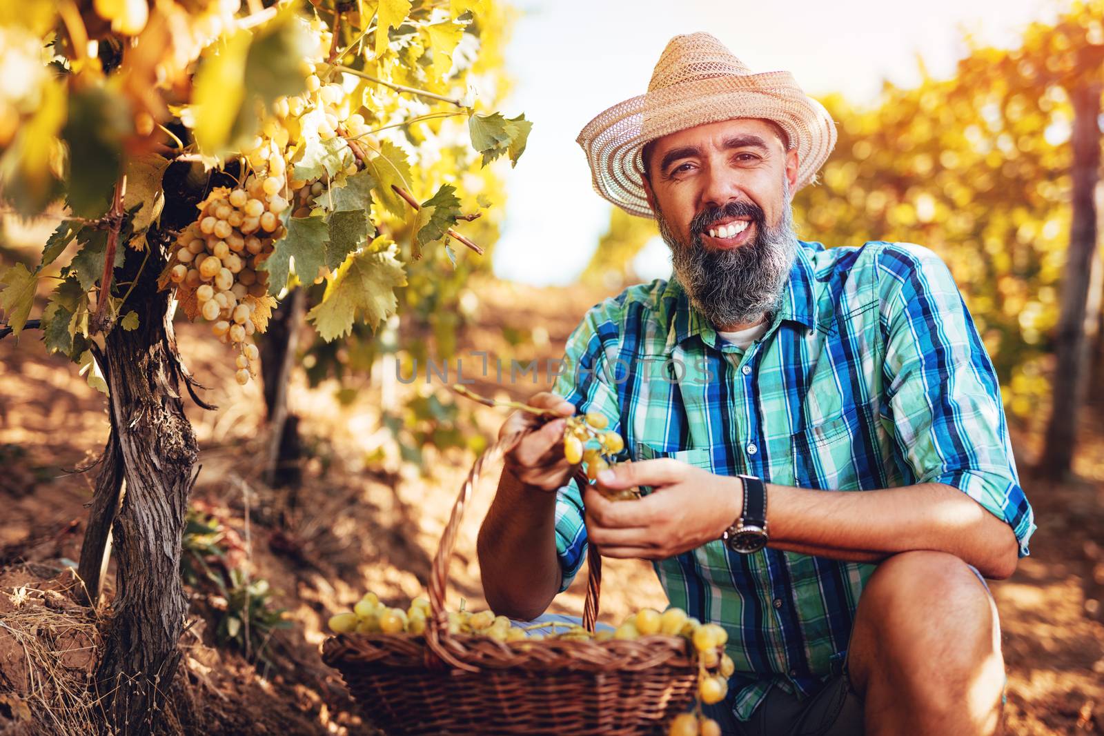Handsome smiling wine maker with straw hat at a vineyard. Looking at camera.