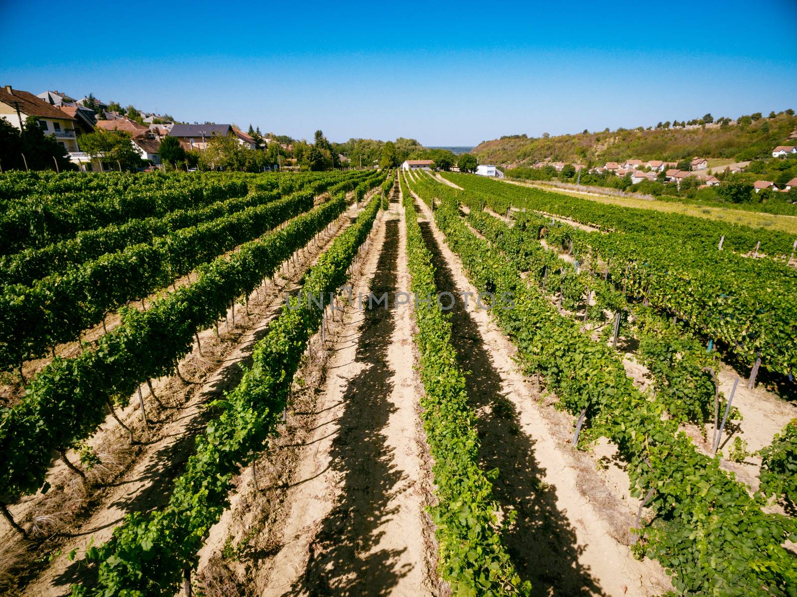 Beautiful vineyard landscape on sunny day.