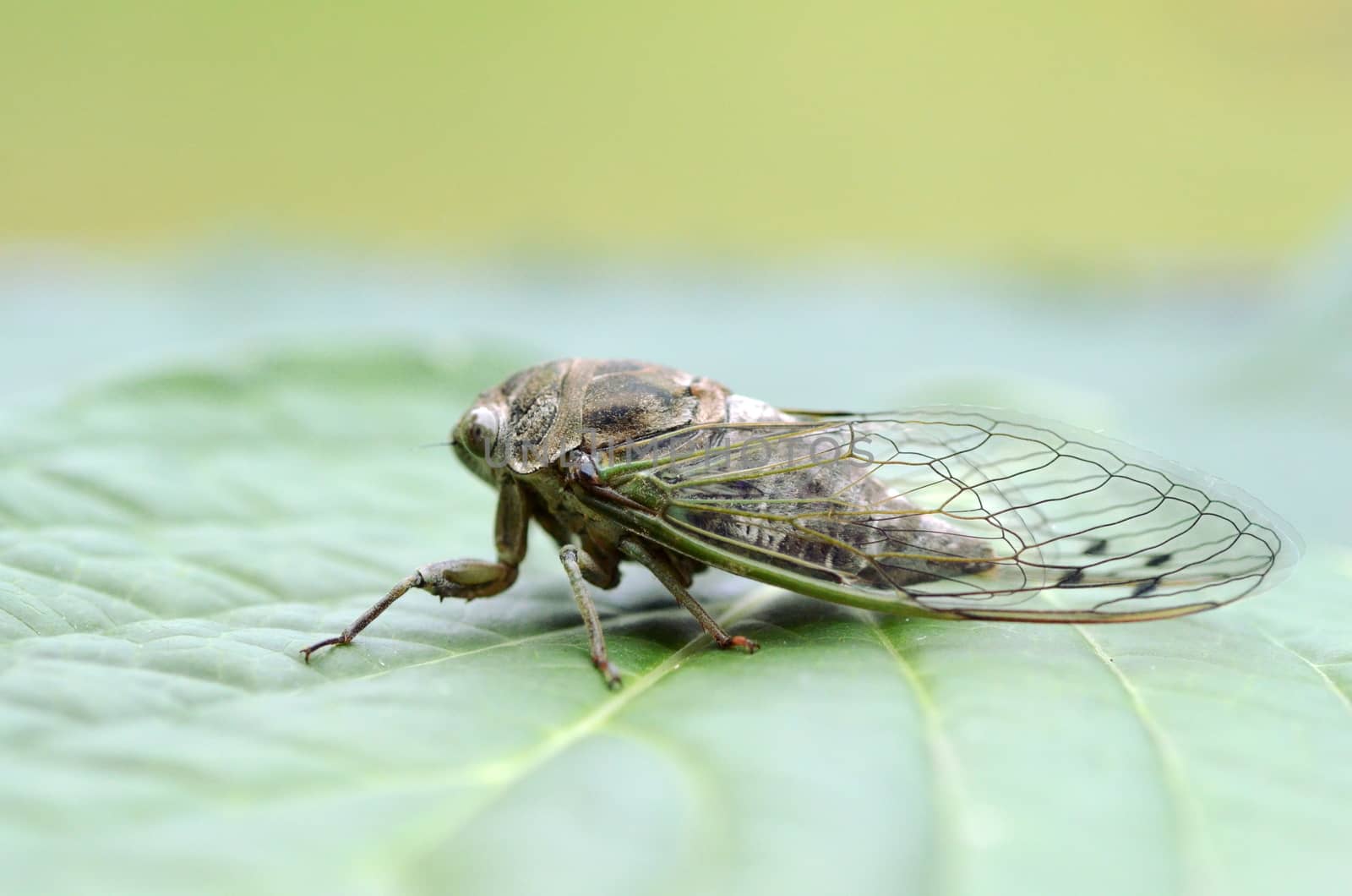 Dog-day cicada (Neotibicen canicularis) on a green leaf macro image