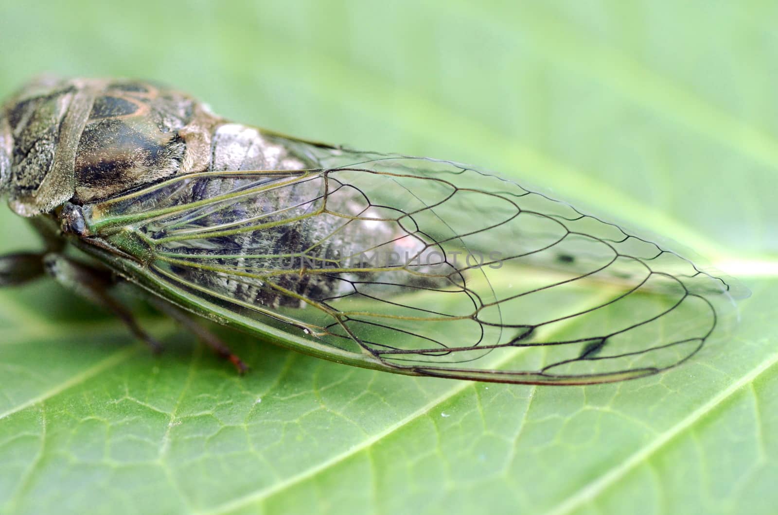 Dog-day cicada (Neotibicen canicularis) on a green leaf macro image
