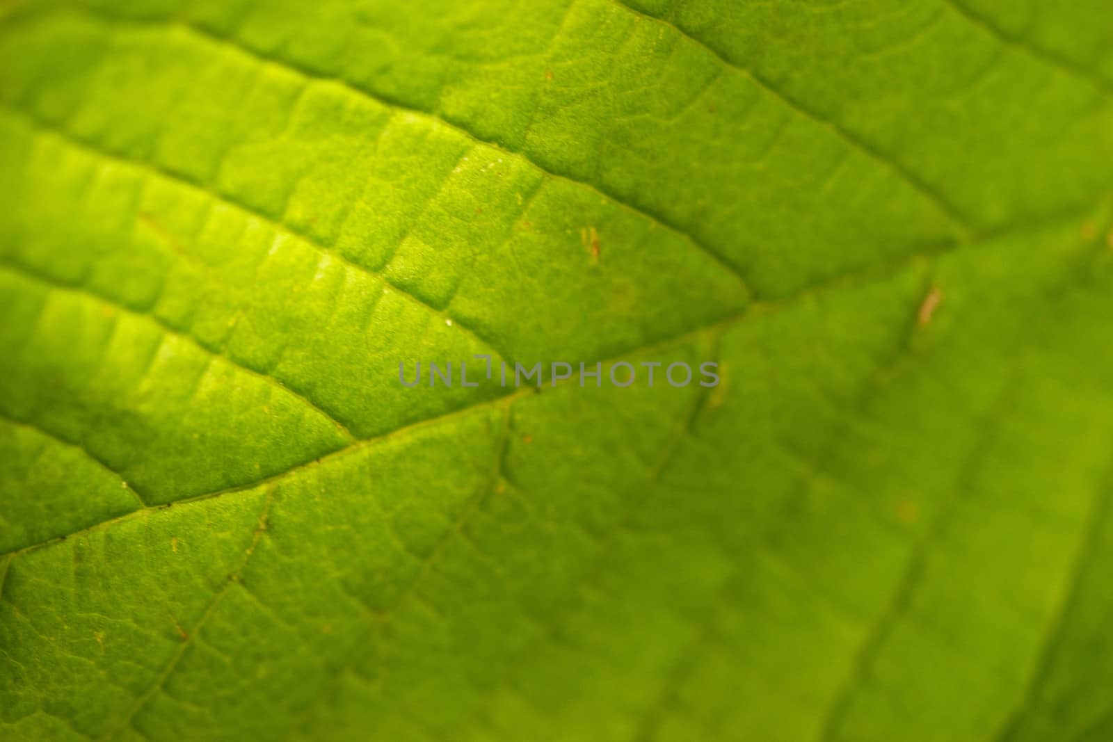 beautiful grean leaf texture as macro background