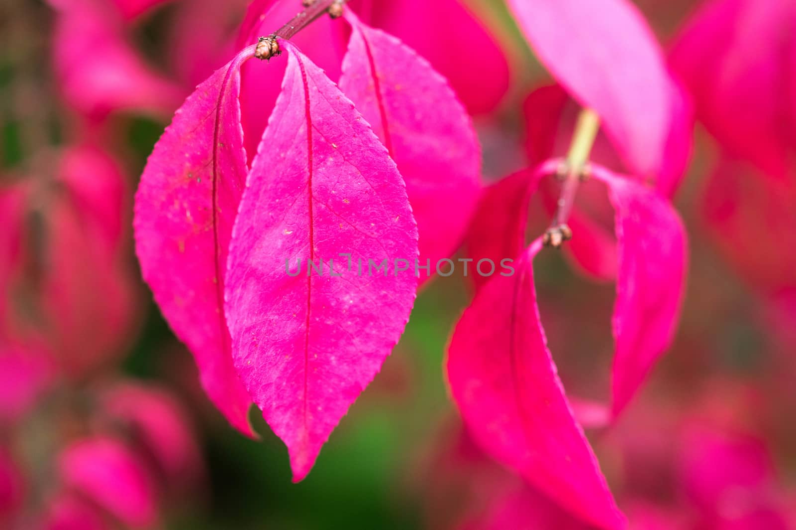 Beautiful Autumn pink leaves on a tree background