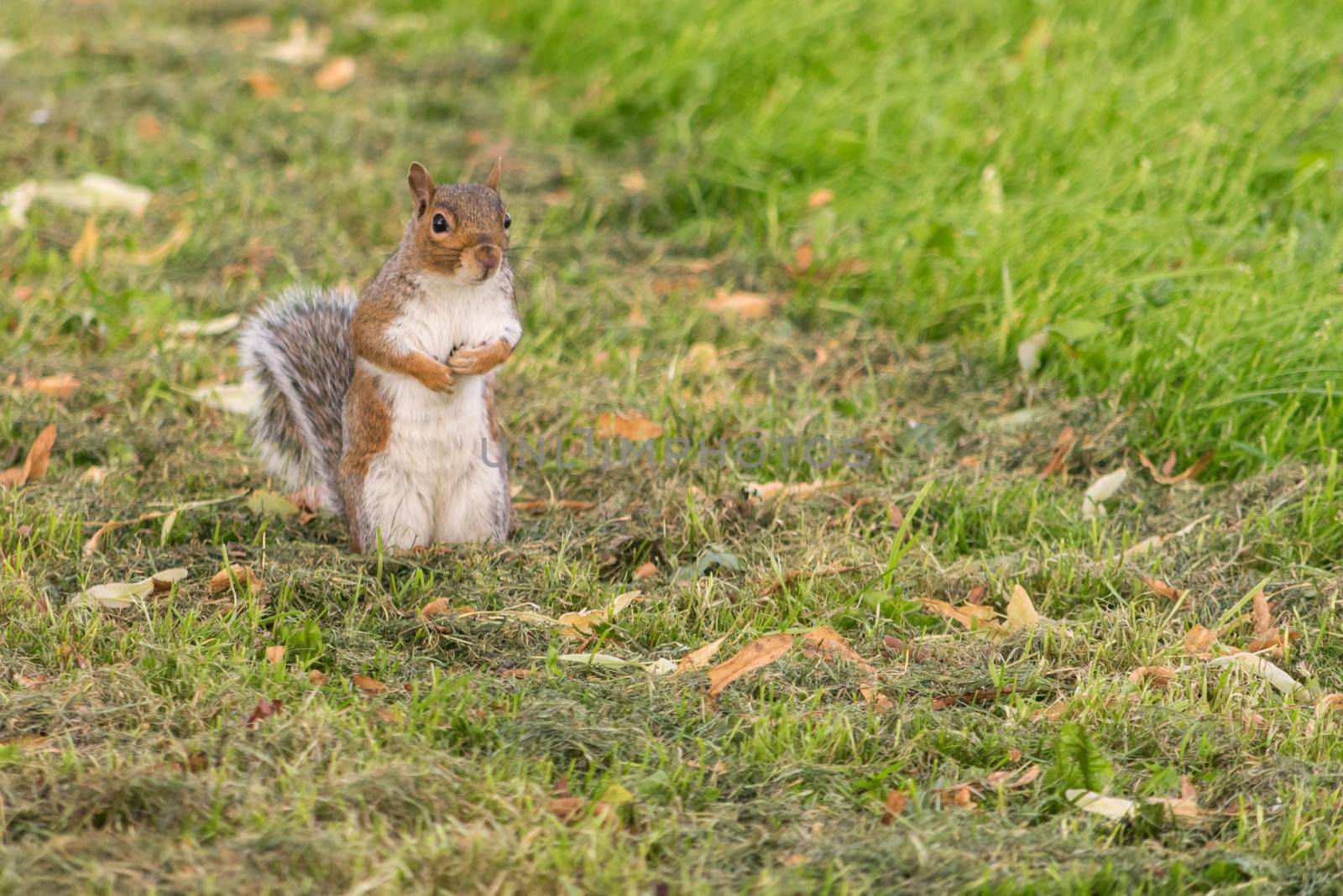 Eye contact with single adorable grey squirrel in a park.