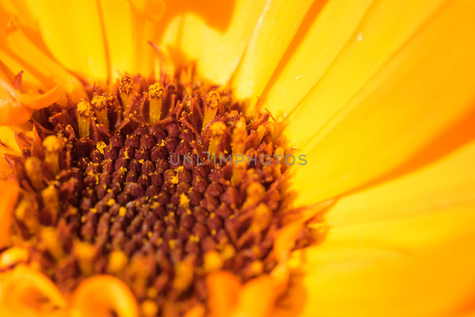 Macro shot of a yellow flower background