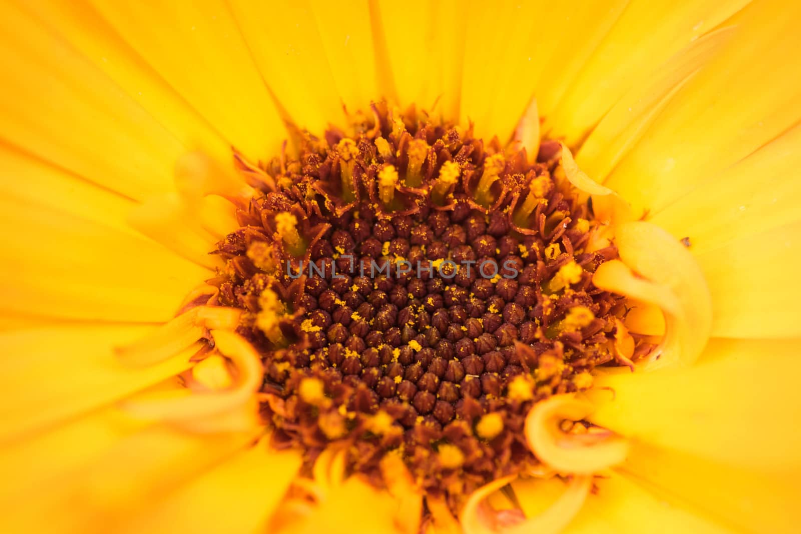 Macro shot of a yellow flower background