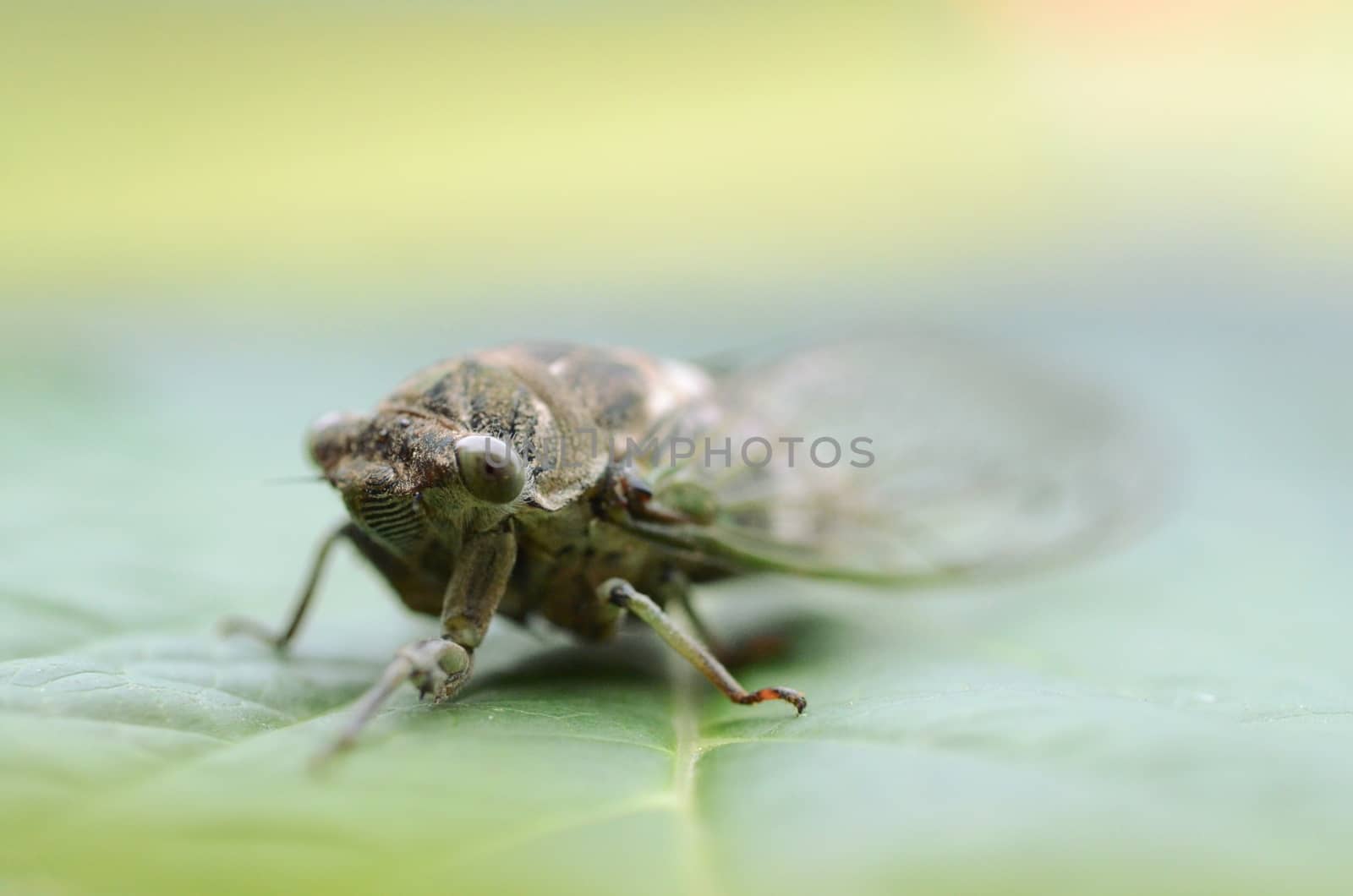 Dog-day cicada (Neotibicen canicularis) on a green leaf macro image