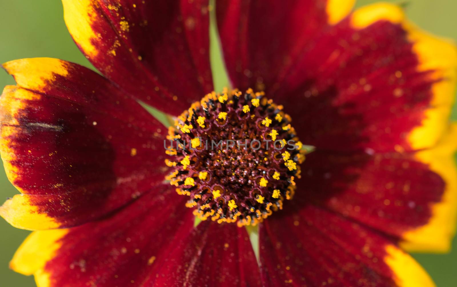an amazing cmacro shot of a lovely colourful flower.