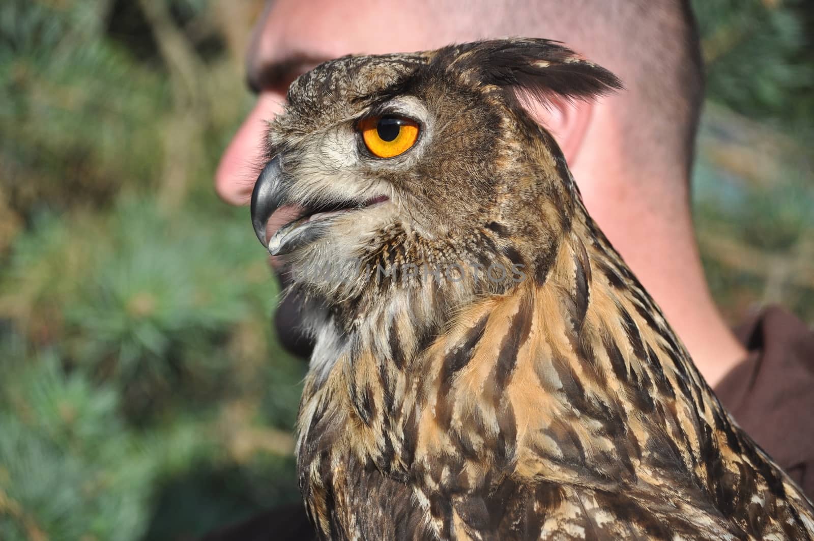 Detail of an Eurasian eagle owl (Bubo bubo) and its keeper