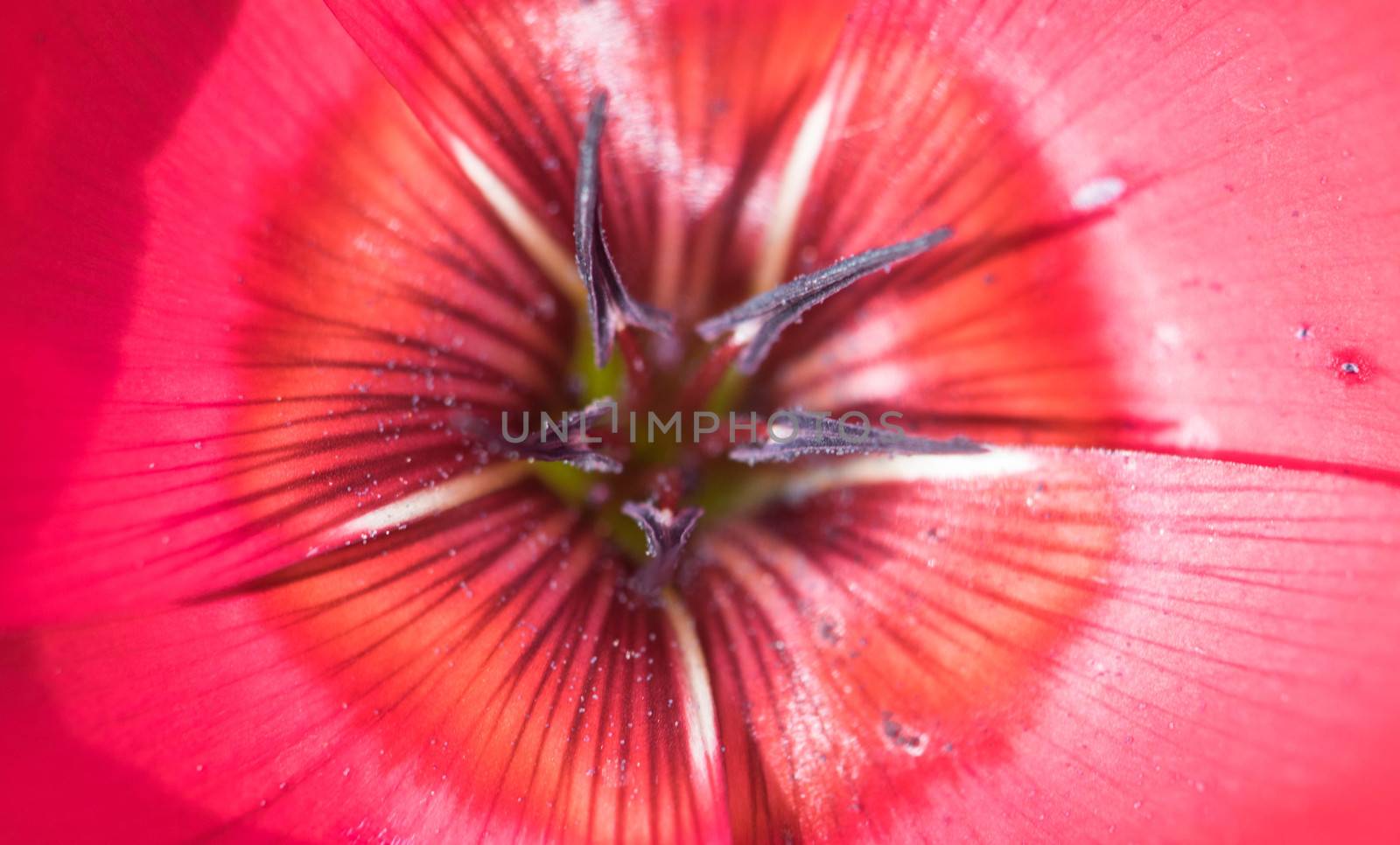 an amazing cmacro shot of a lovely colourful flower.