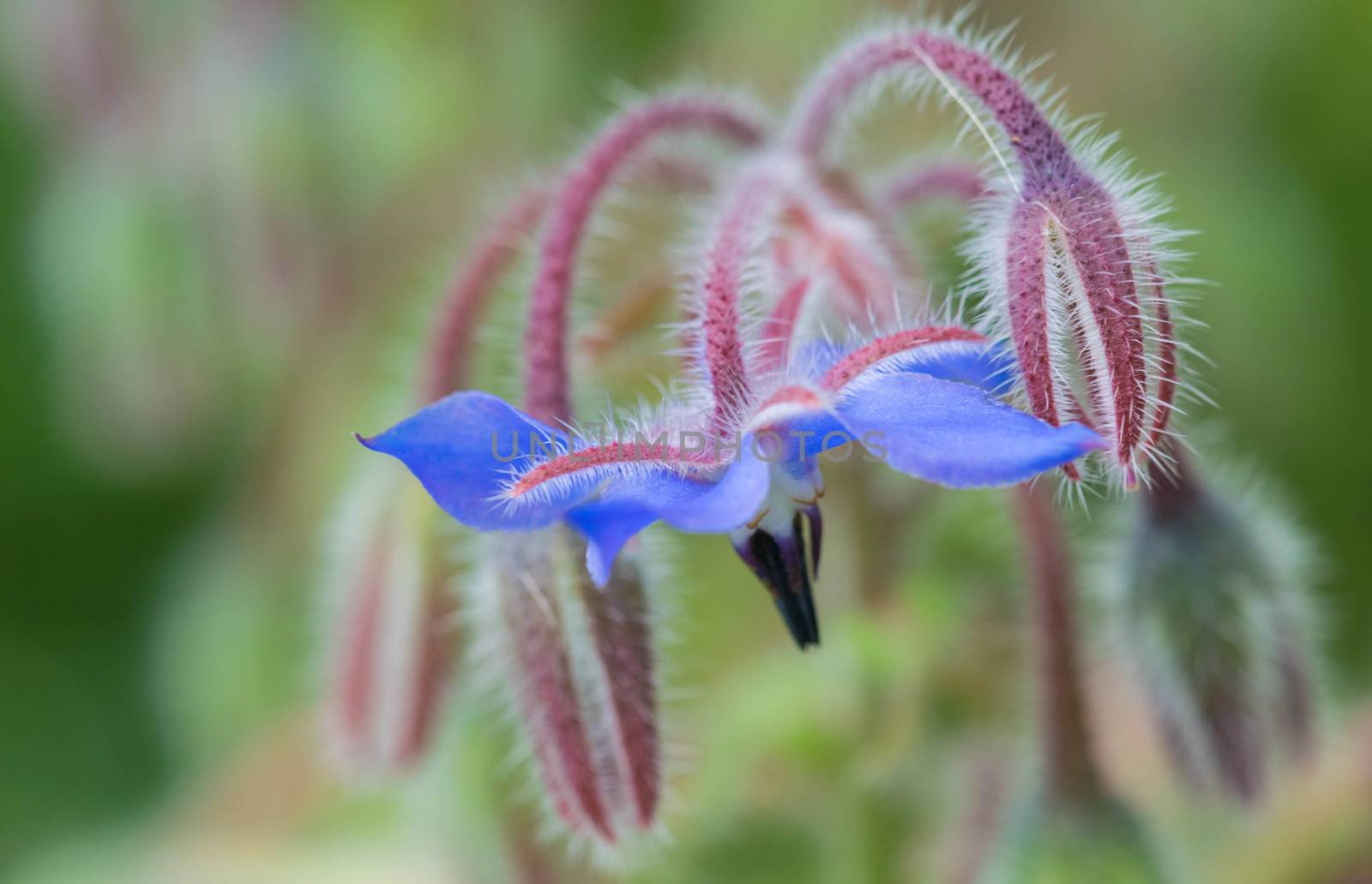 closeup of a colourful flower by wael_alreweie