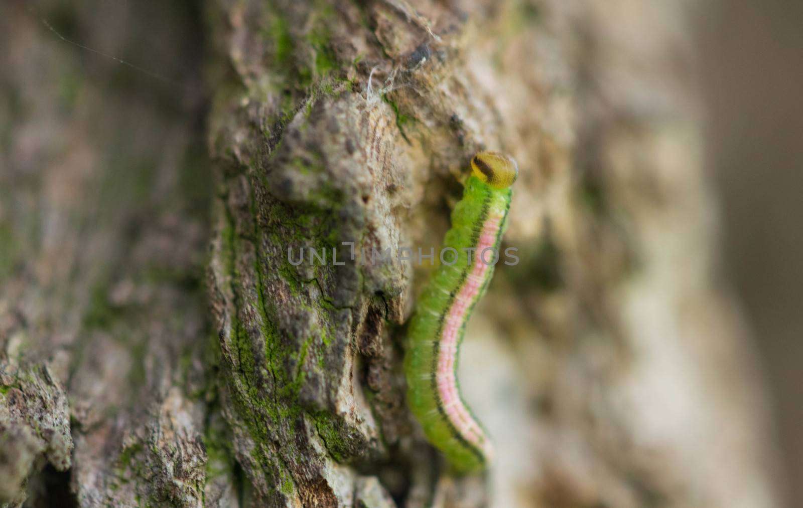 The worm, caterpillar, a worm on a tree, macro shot.