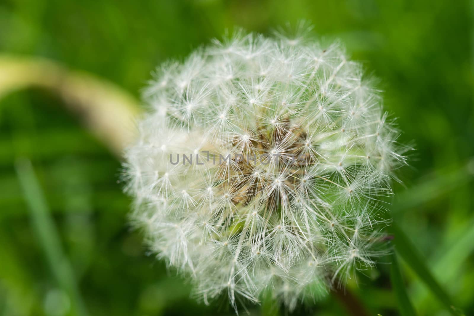 macro shot of a beautiful Dandelion with a green blurred background.