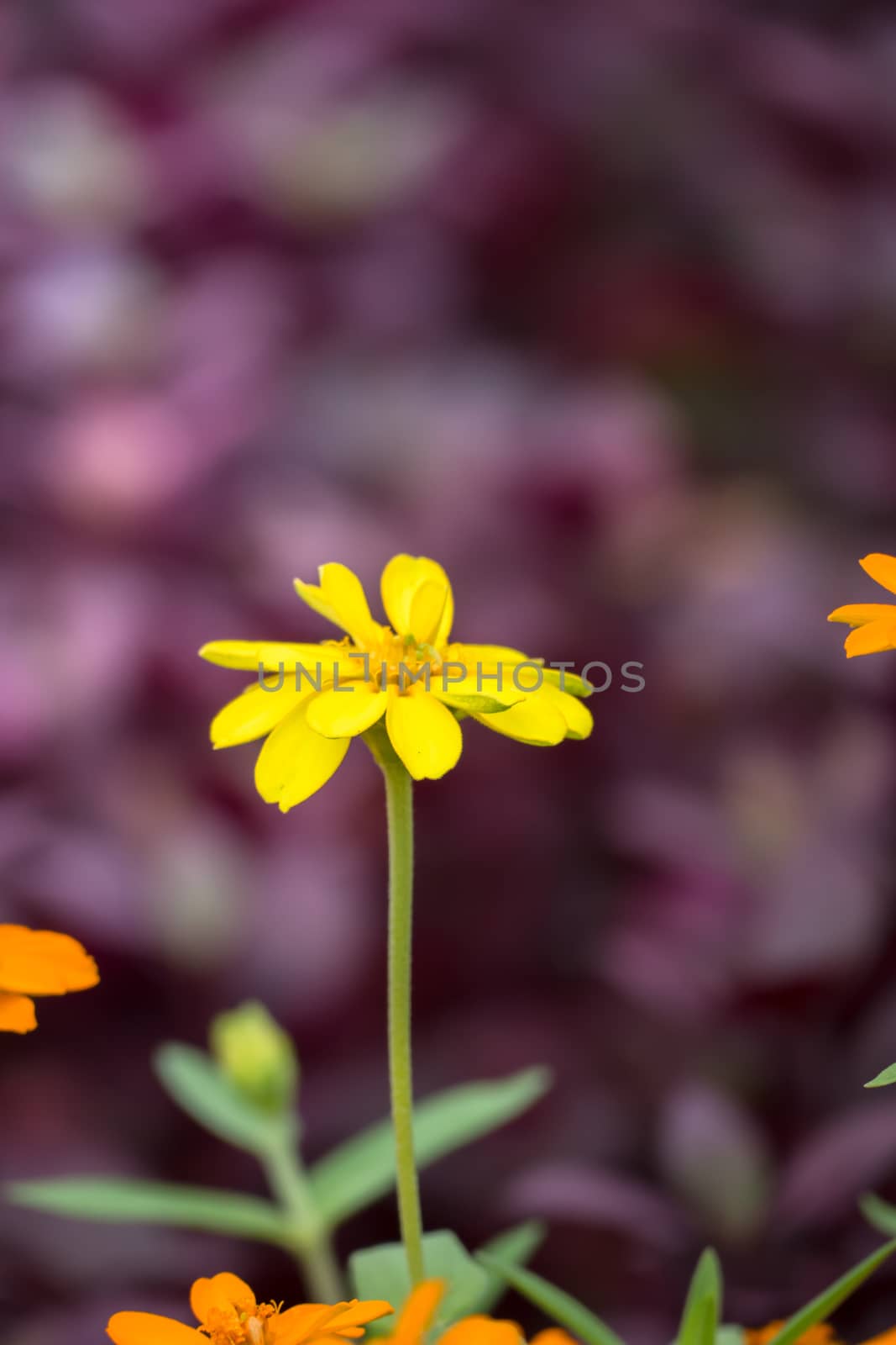 The background image of the colorful flowers, background nature