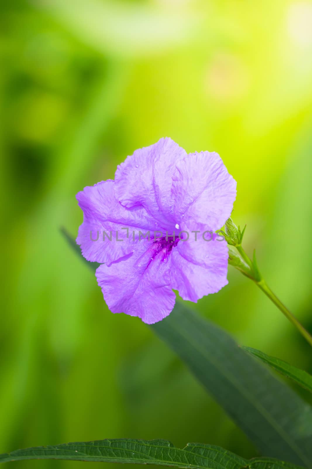 The background image of the colorful flowers by teerawit