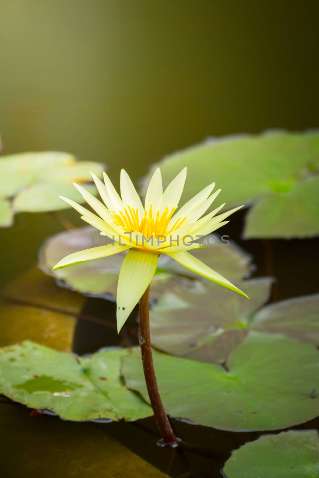 The background image of the colorful flowers by teerawit