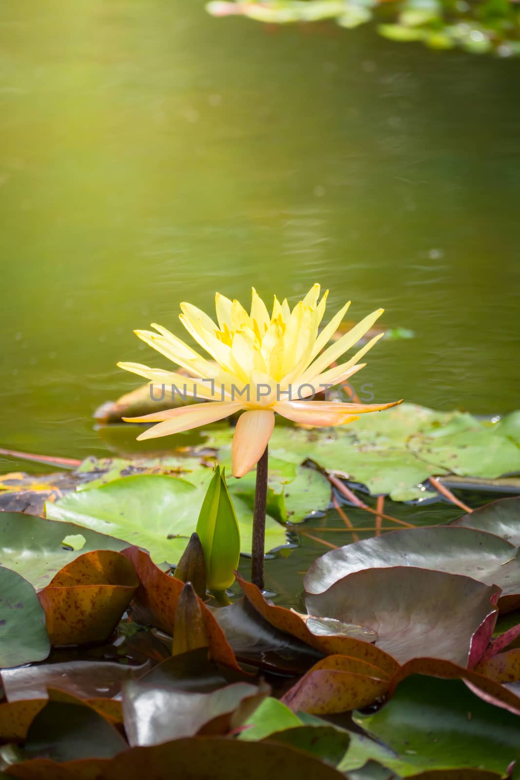 The background image of the colorful flowers by teerawit