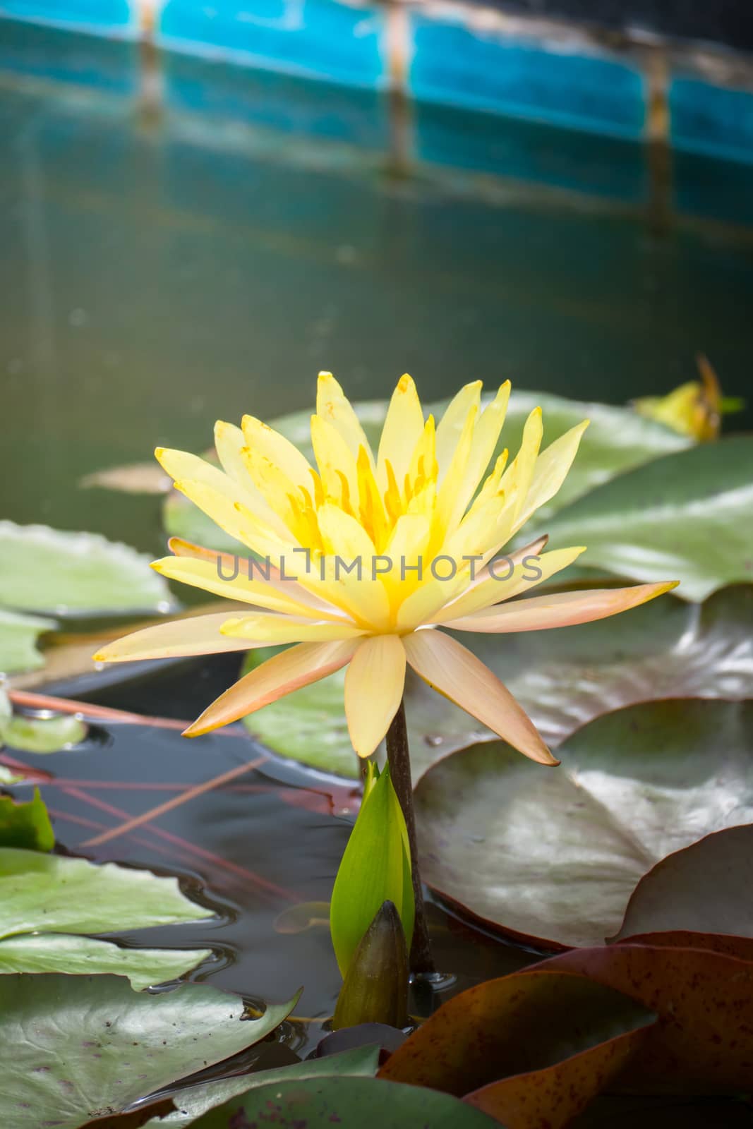 The background image of the colorful flowers, background nature