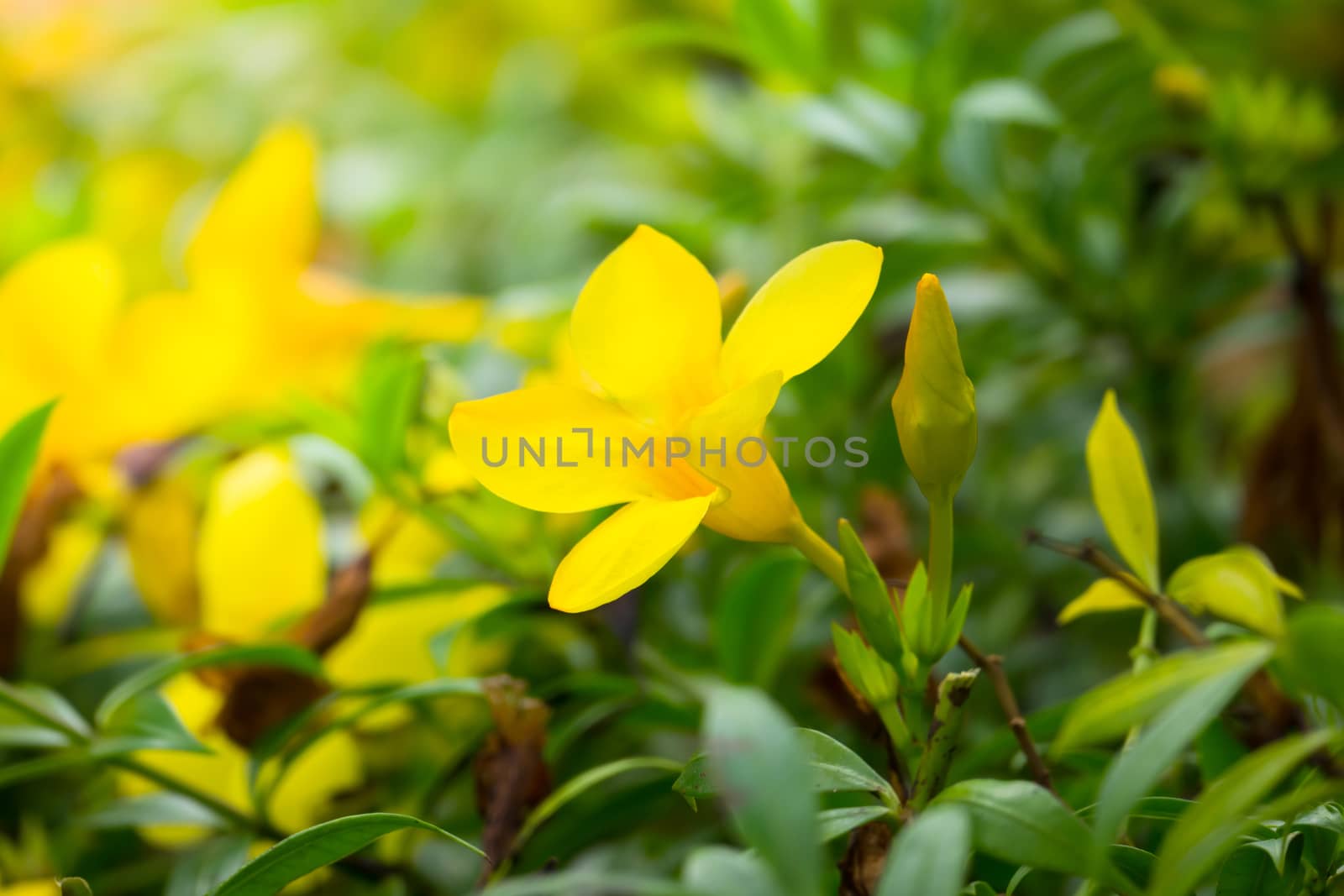 The background image of the colorful flowers, background nature