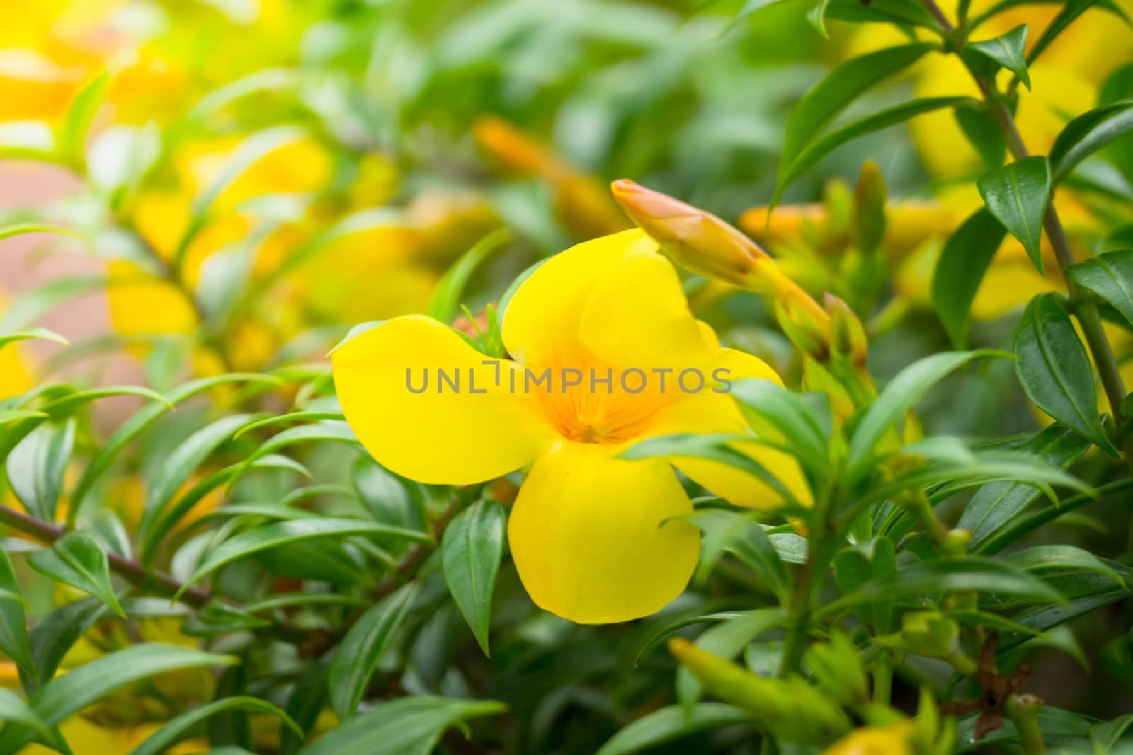 The background image of the colorful flowers, background nature