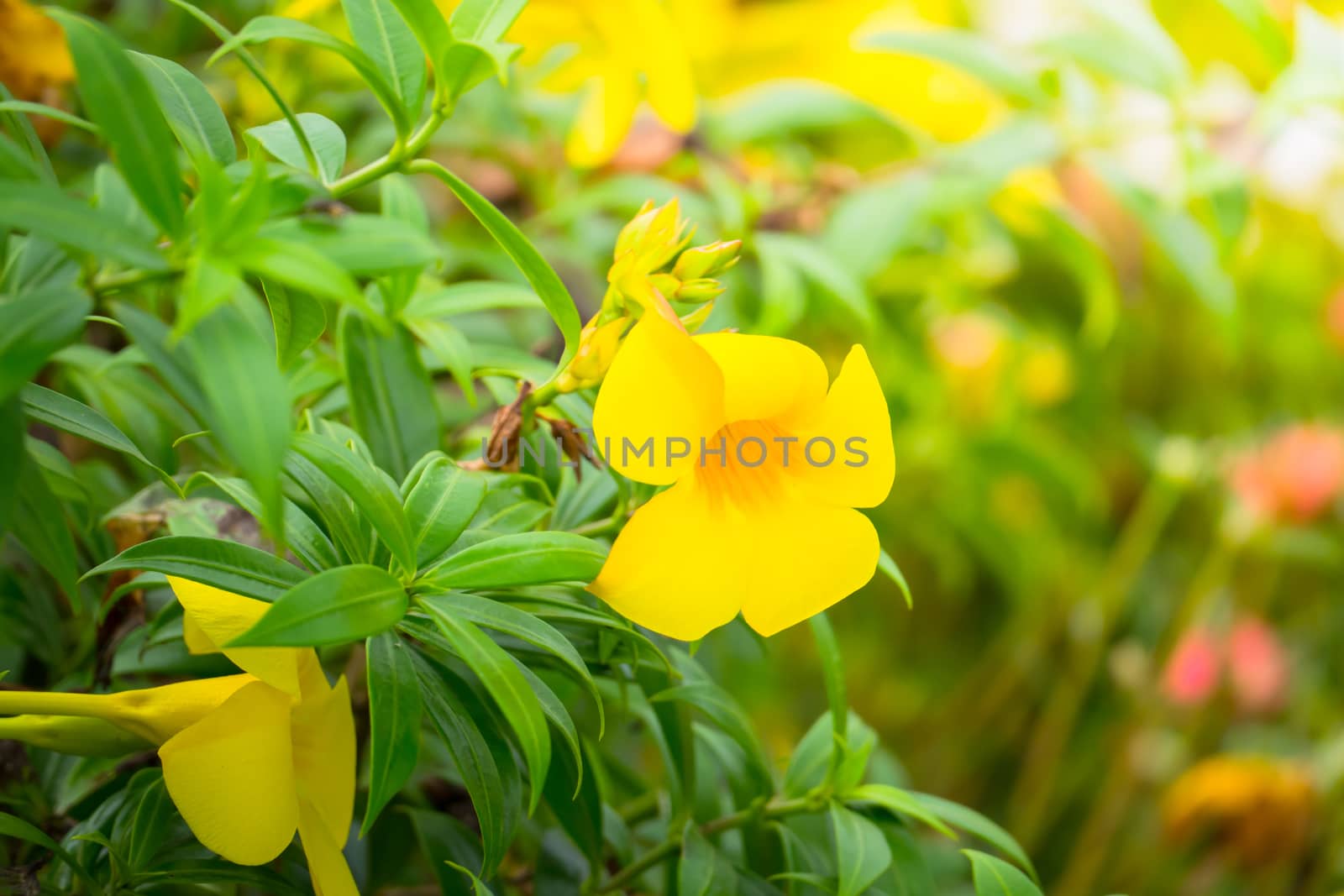 The background image of the colorful flowers, background nature