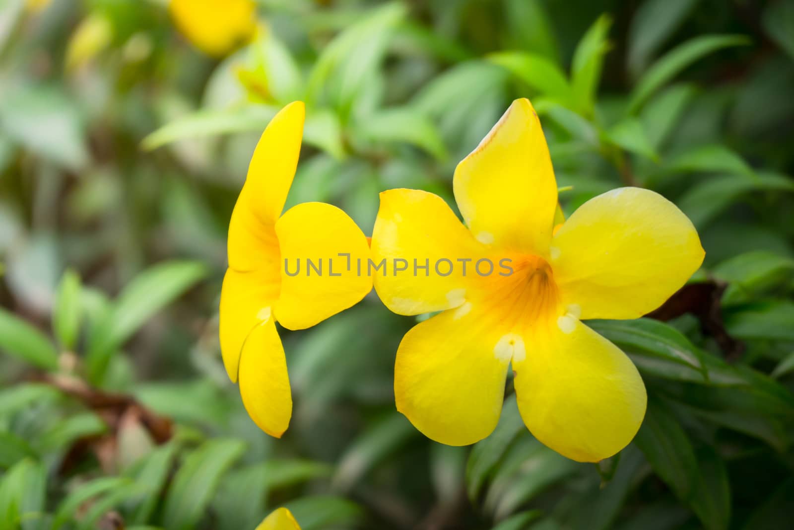 The background image of the colorful flowers, background nature