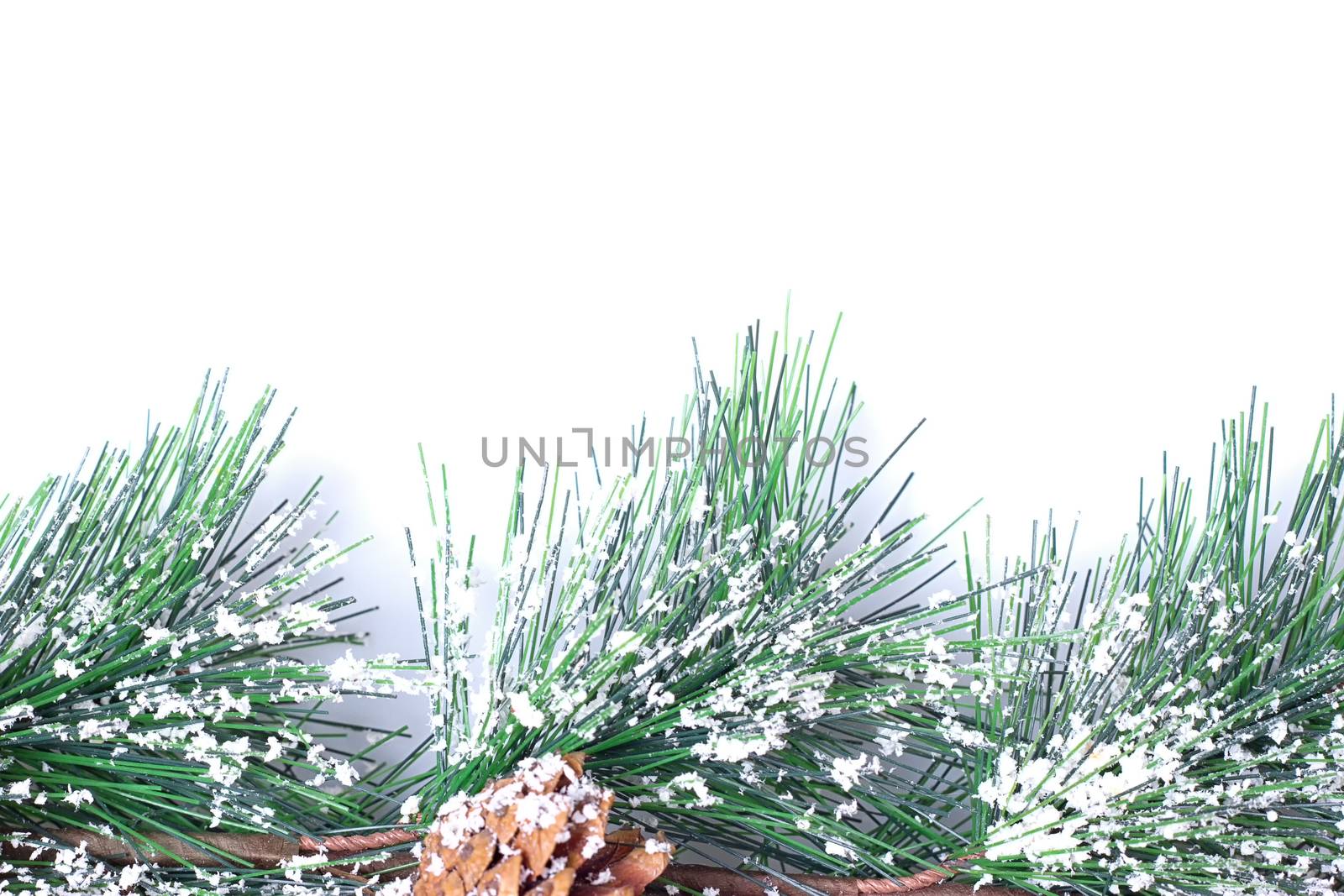 snow covered pinecones by victosha