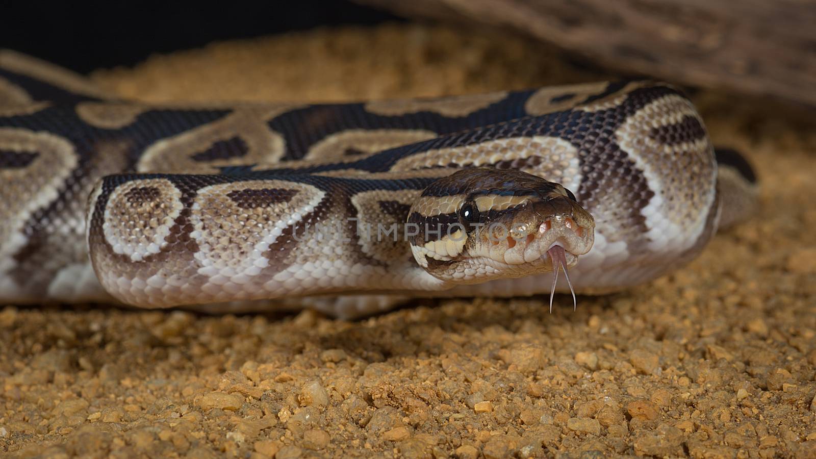 Close up photograph of a pastel royal python curled up with its tongue protruding looking slightly to the right