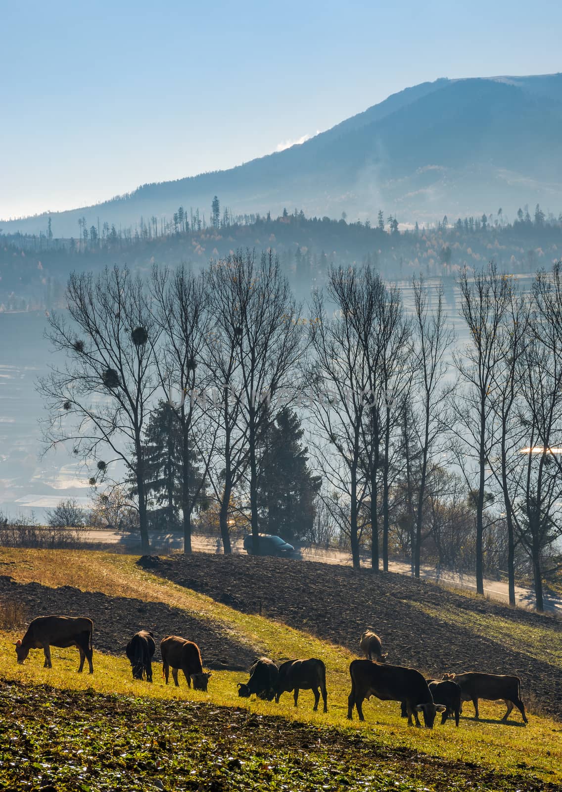 cow grazing on hillside in autumnal countryside. lovely scenery in Carpathian mountainous rural area